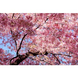 Ich bin der Frühling 