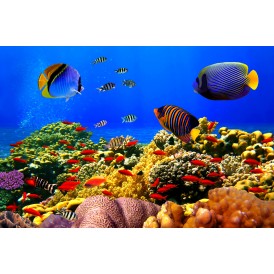 Bunte Fische