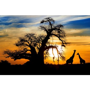 Safari beim Sonnenuntergang 