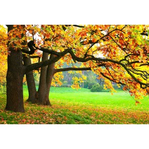 Schönheit des Herbstes