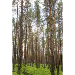 Unendlicher Wald und Frieden 