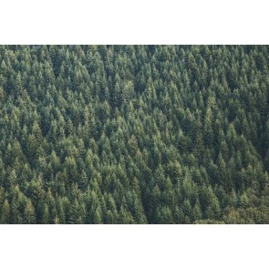 Benachbarte Ananasbäume 