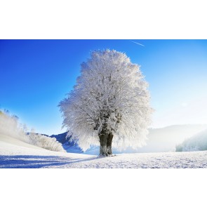 Spezieller Winterbaum 