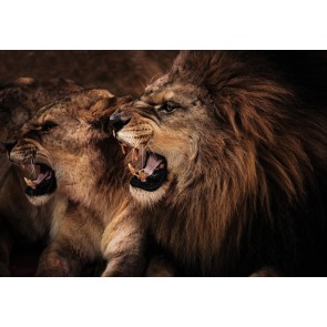 Brüllender Löwe