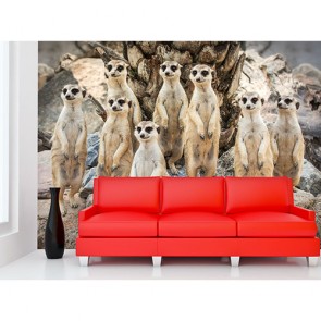 Neugieriger Blick  Tapeten - Geklebte