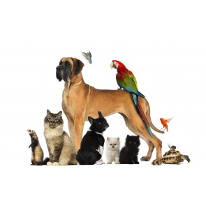 Neue Generation Bremer Musikanten 