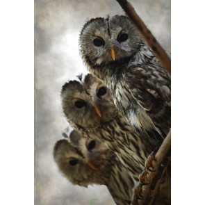 Drei Eulen 