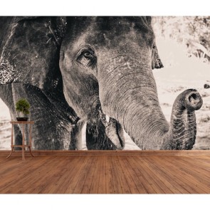 Elefant In Schwarzweiß  Tapeten 3D Effekt - Geklebte