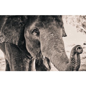 Elefant in schwarzweiß 