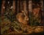 Hase Im Wald Foto Tapete
