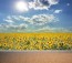 Sonnenblumenlandschaft  Fototapete 3D - Geklebte