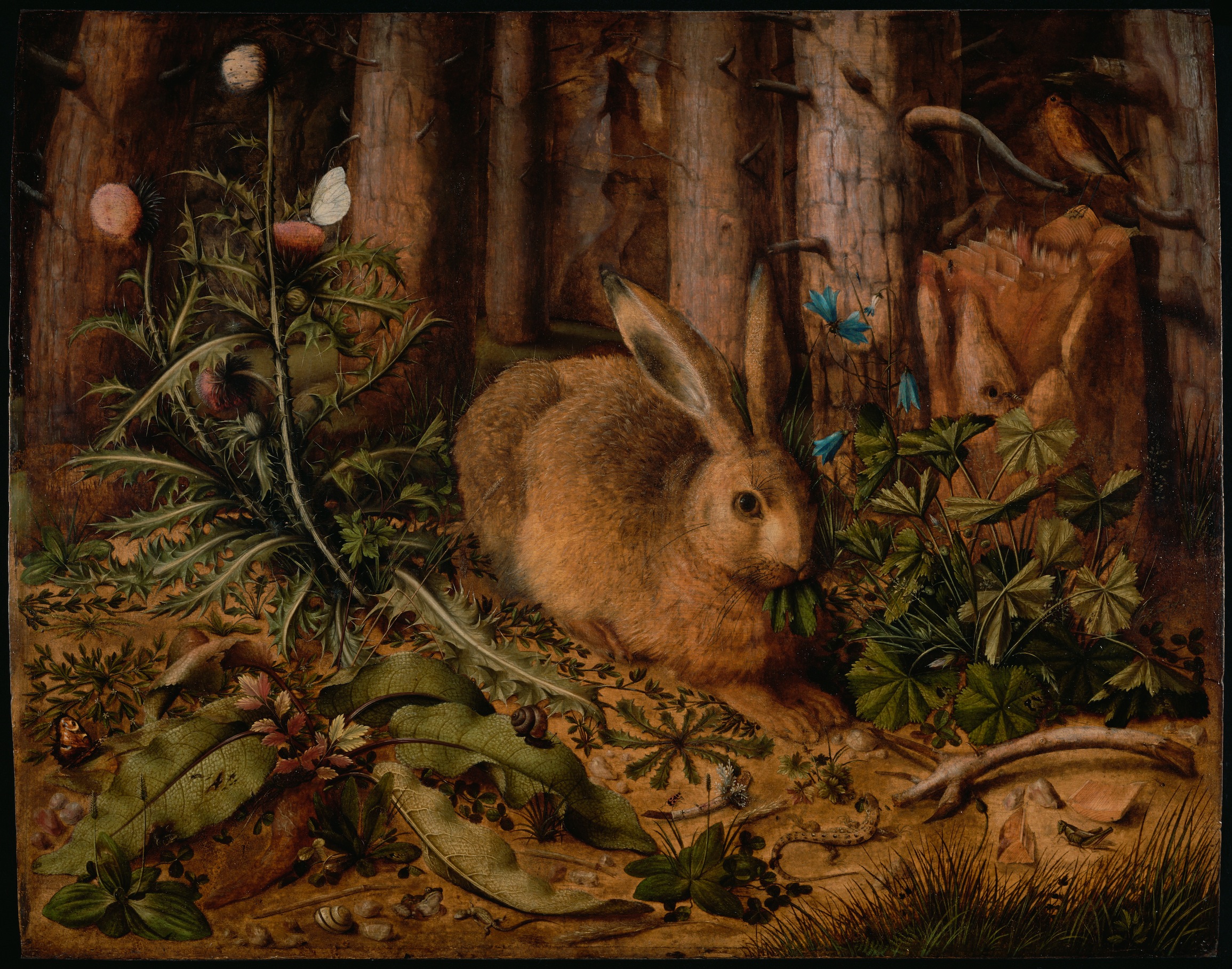 Hase Im Wald Foto Tapete