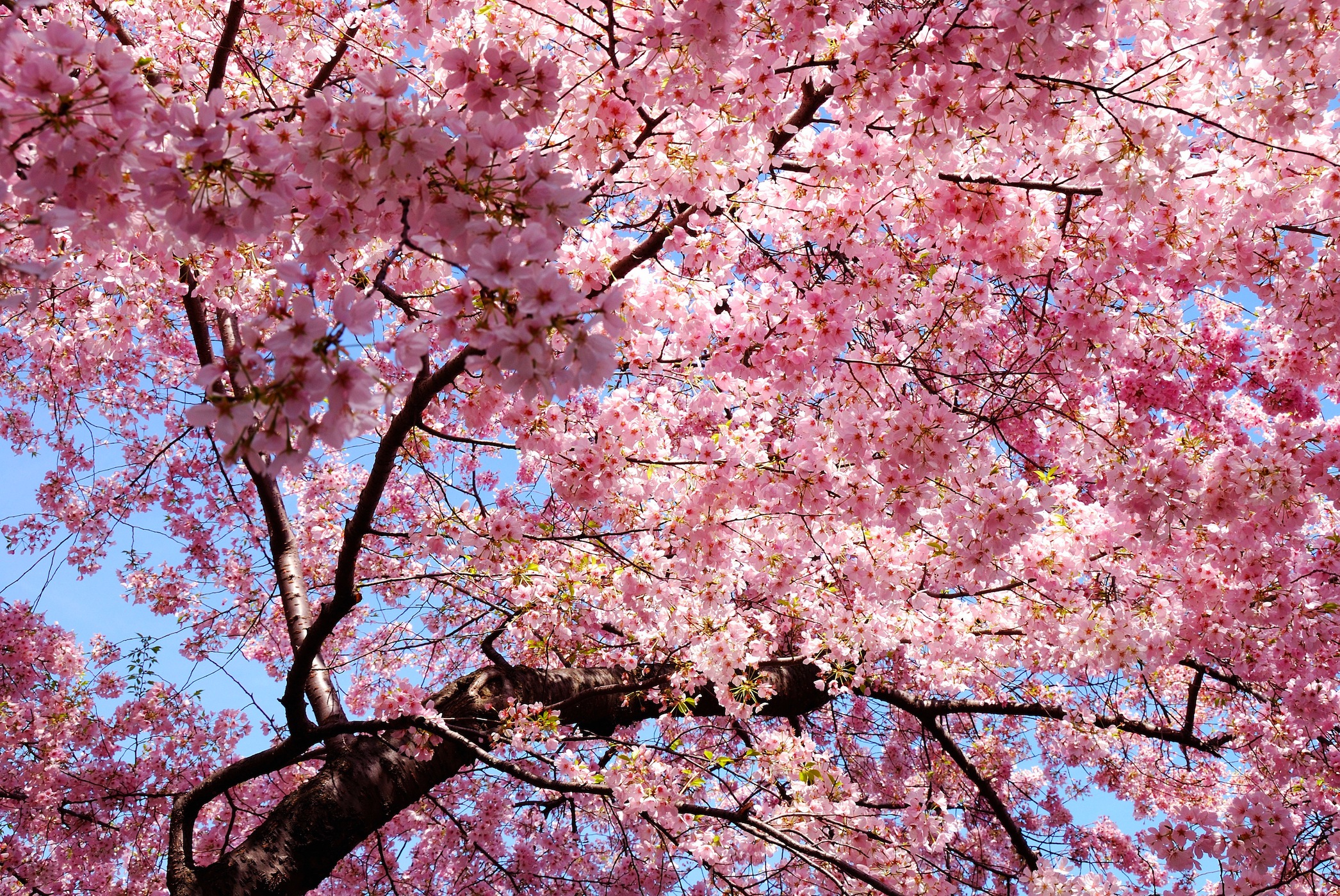 Ich Bin Der Frühling  3D Fototapete