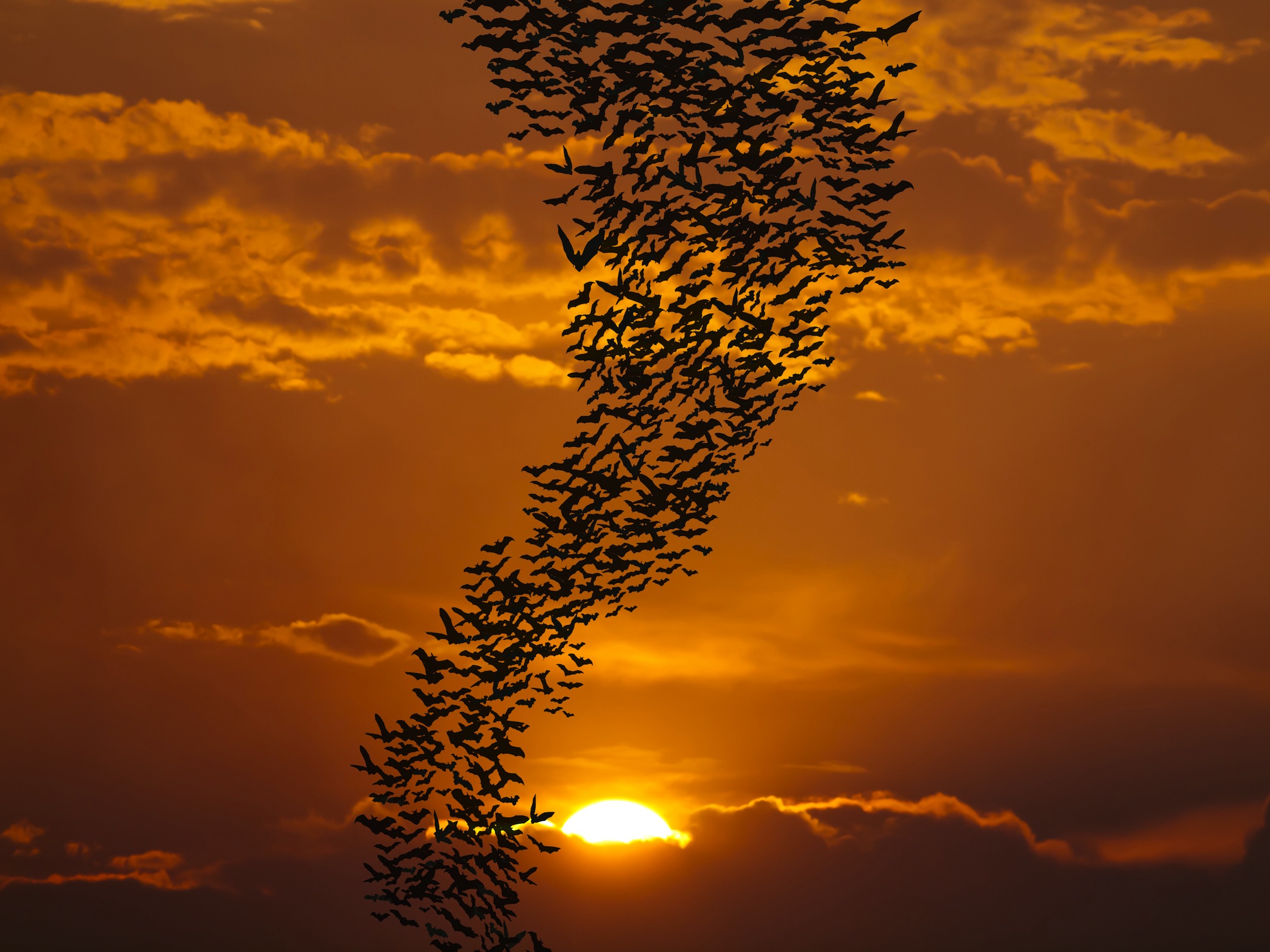 Migrationsrouten 3D Tapete