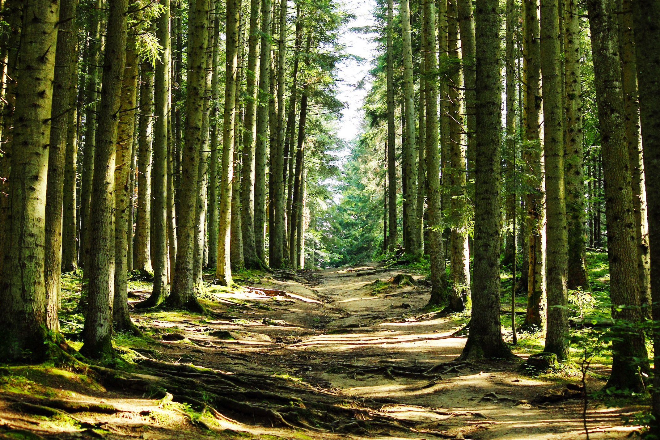 Durch Die Bäume  Tapeten