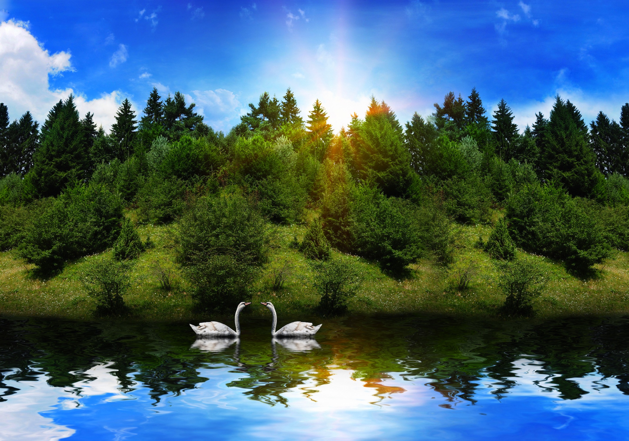 Tanz Der Schwäne Tapeten 3D Effekt