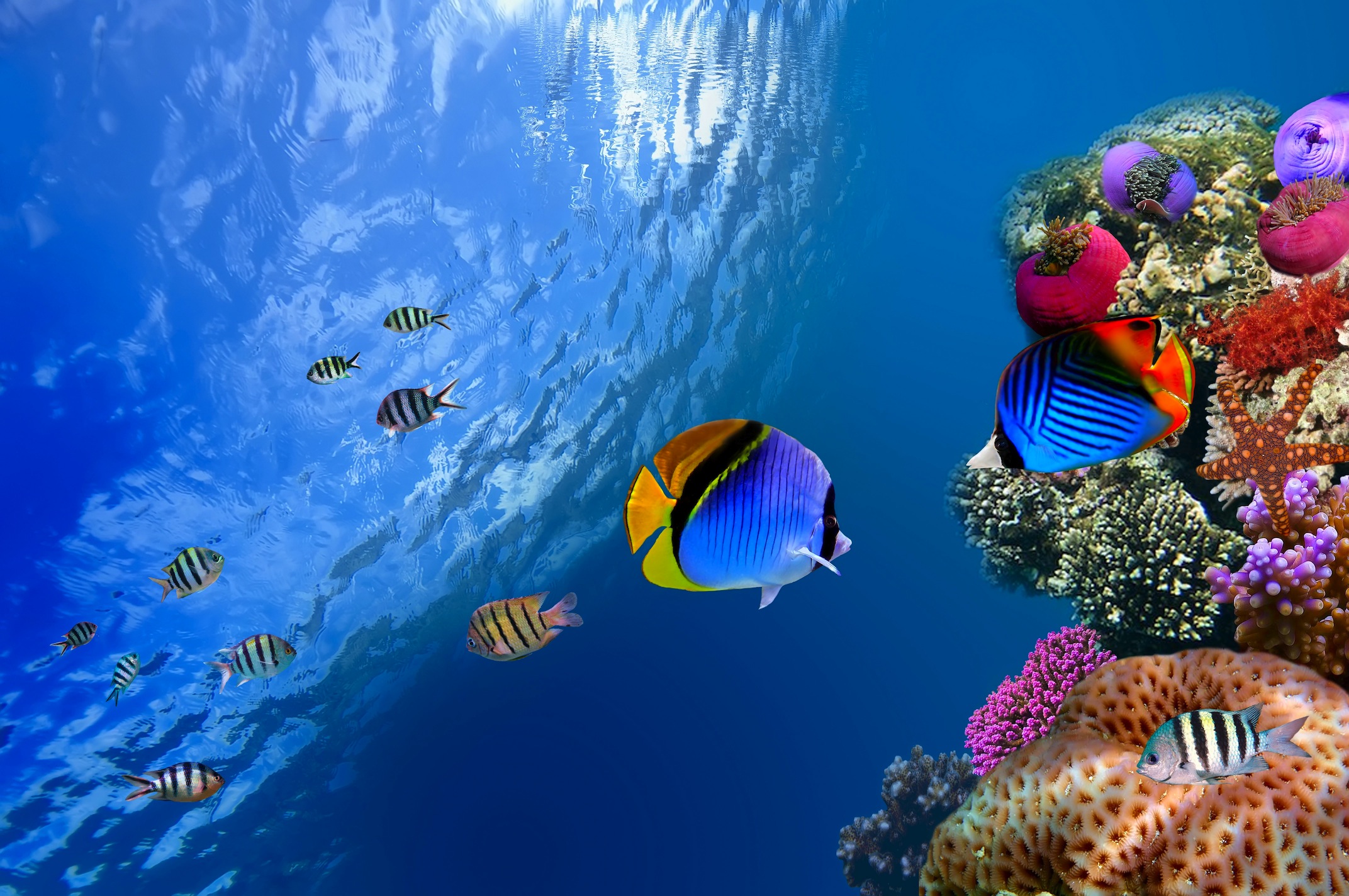 Kleine Fische  3D Fototapete