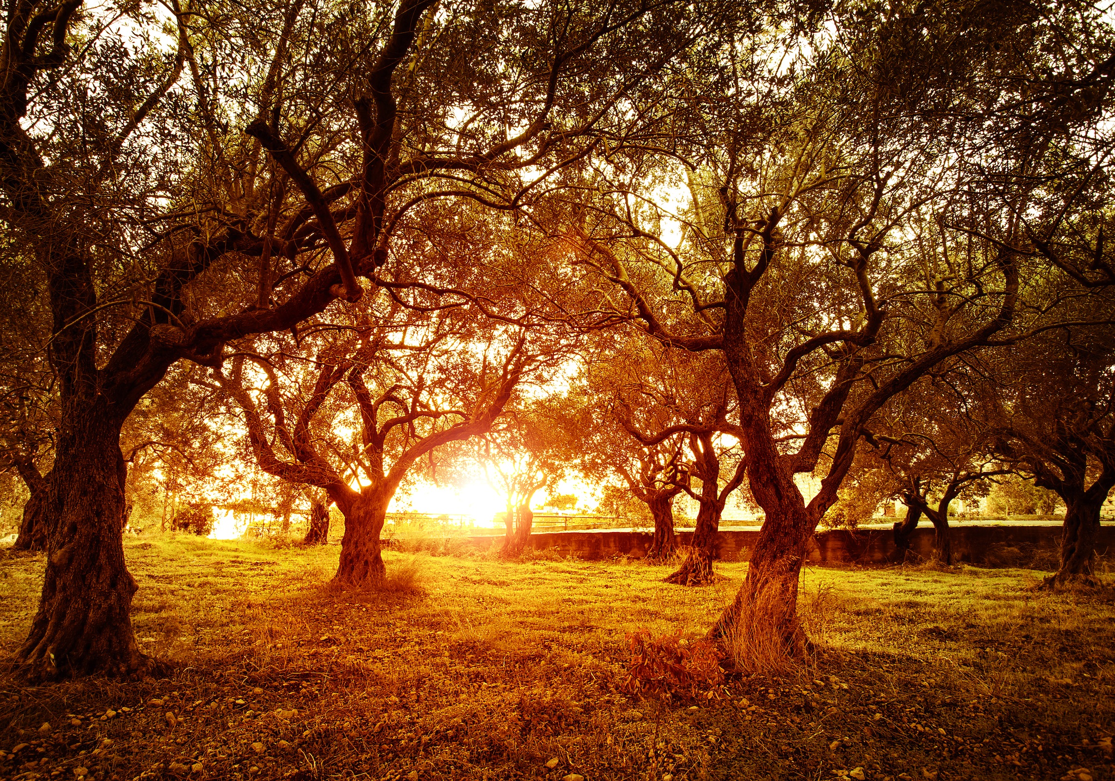 Olivzweige Tapeten 3D Effekt - Geklebte