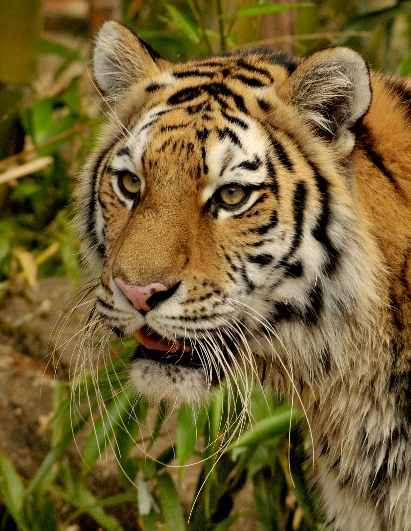 Augen Eines Tigers  Xxl Poster - Geklebte