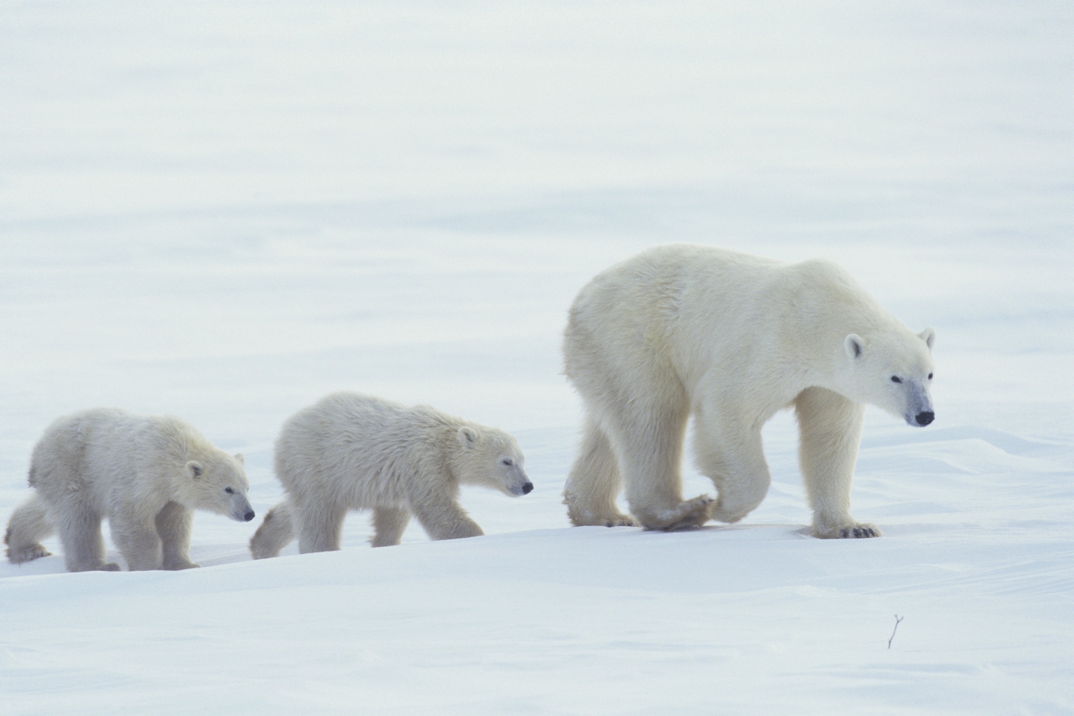 Die Familie Poster Bilder - Geklebte