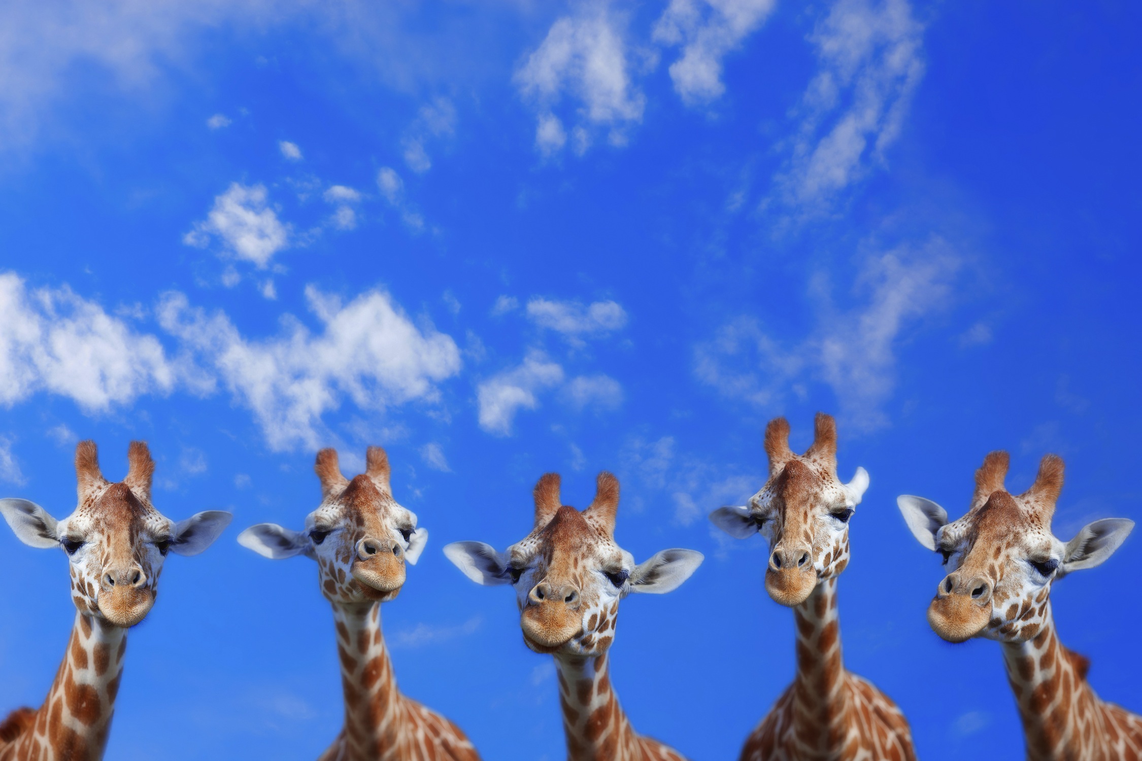 Irritierter Blick  3D Tapete