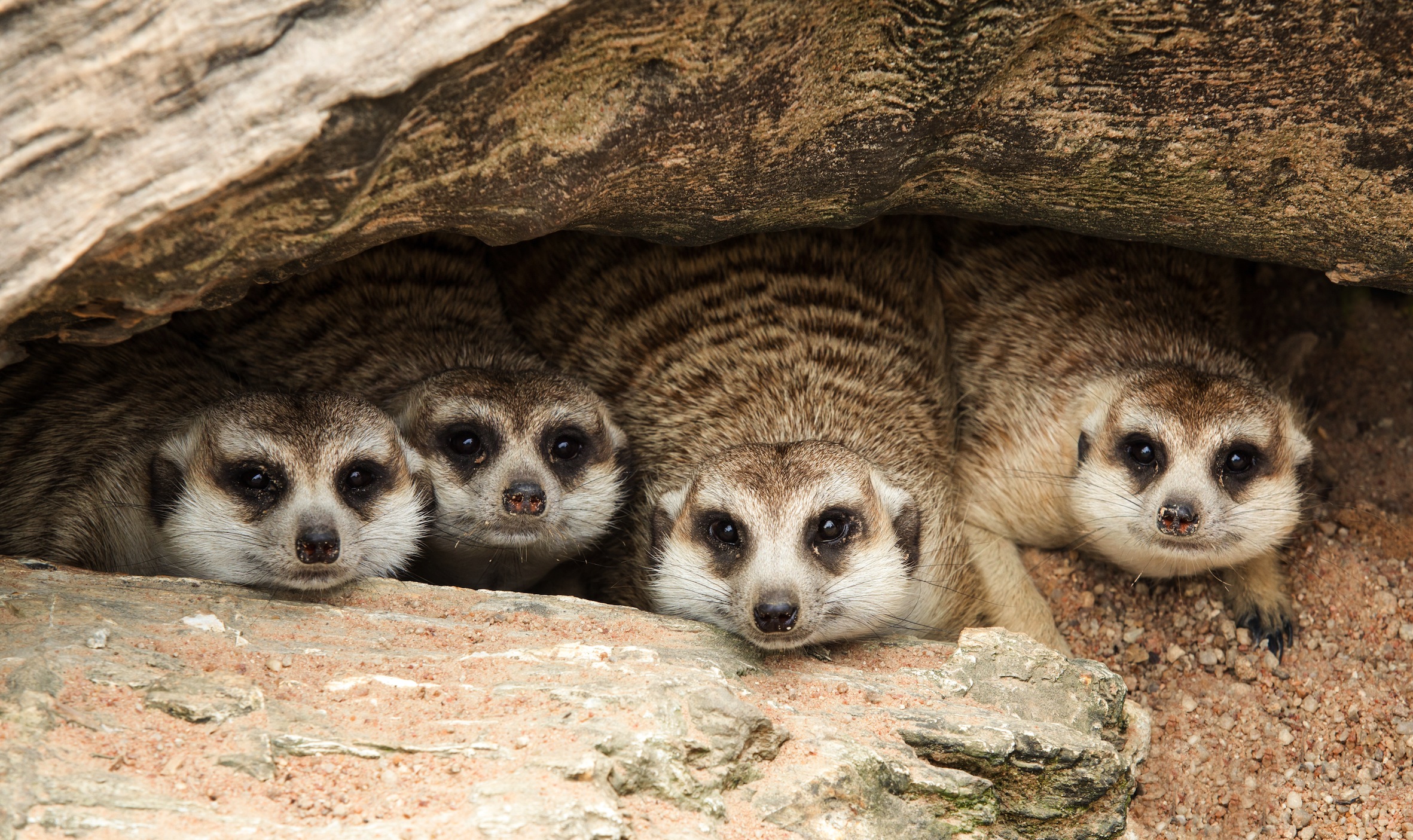 Verstecken Spielen Bildtapete