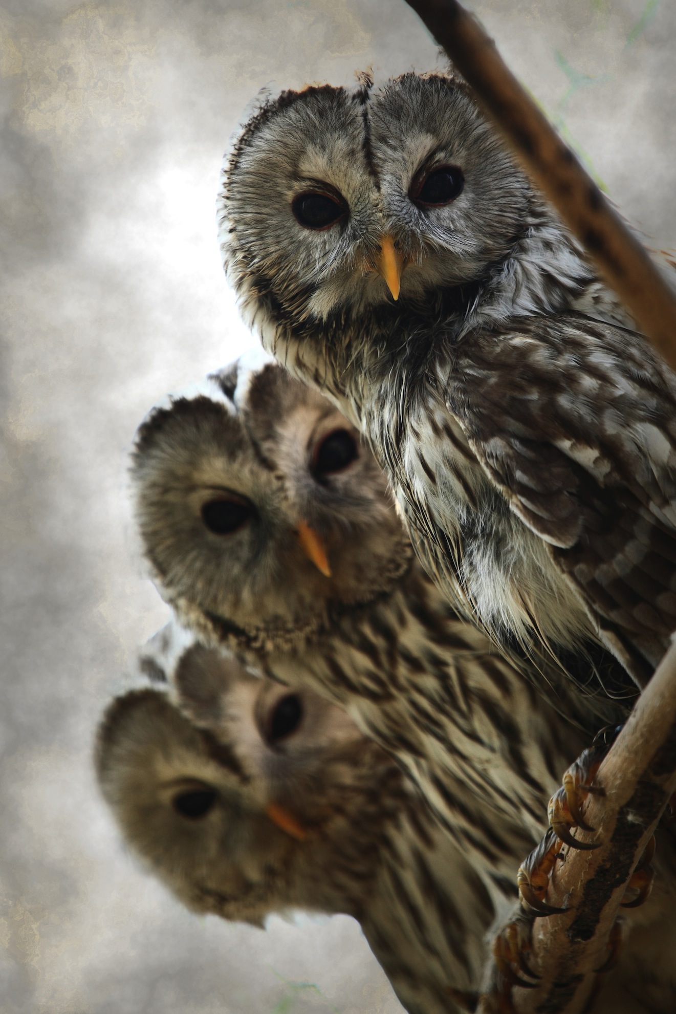 Drei Eulen  Fototapete