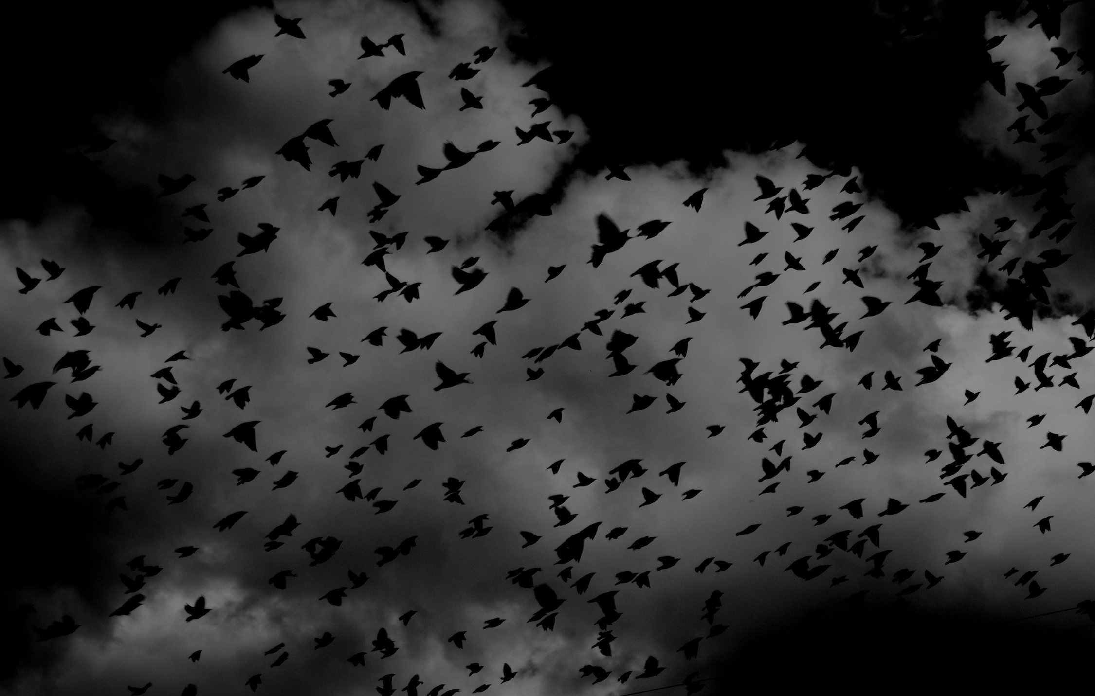 Schwarze Vögel  Foto Tapete