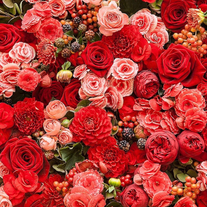 Die Harmonie der Rosen Fototapete wallpaper mural