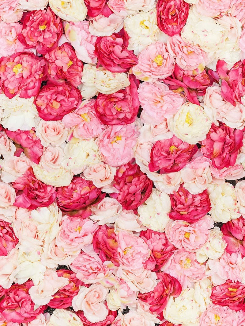 Romantische Rosen Fototapete wallpaper mural