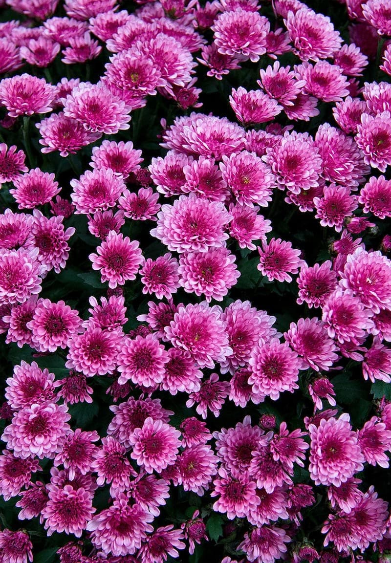 Purpurne Blumen Fototapete wallpaper mural