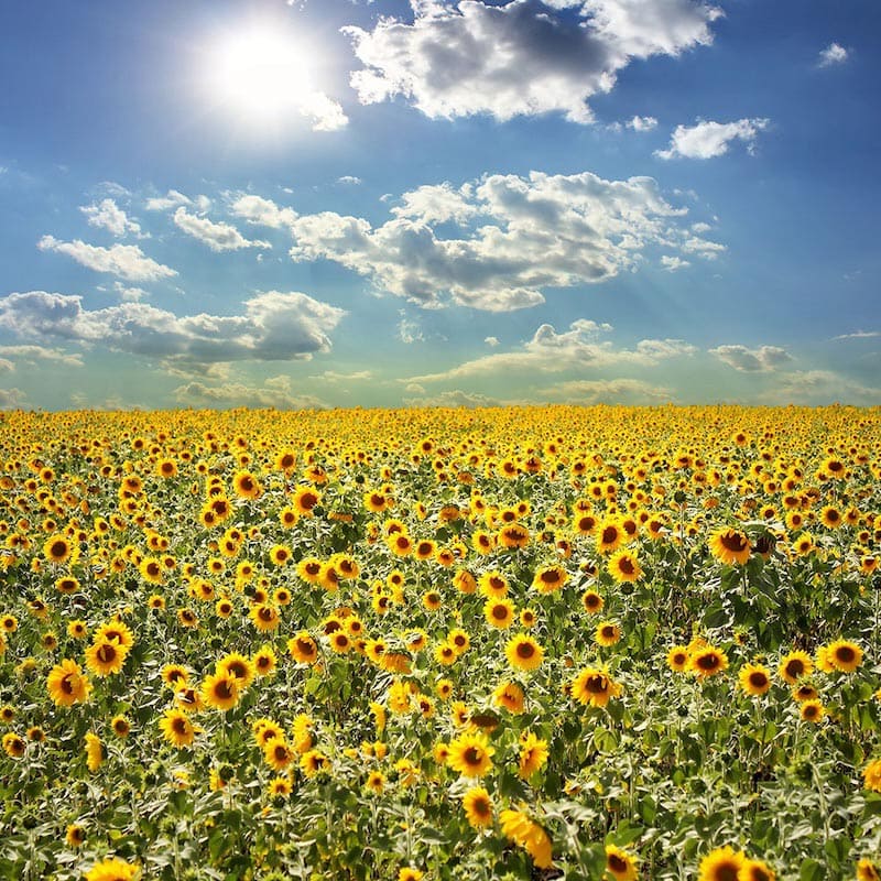 Sonnenblumenlandschaft Fototapete wallpaper mural