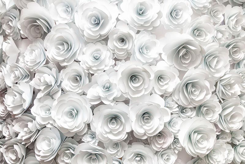 Weiße Rosen Fototapete wallpaper mural