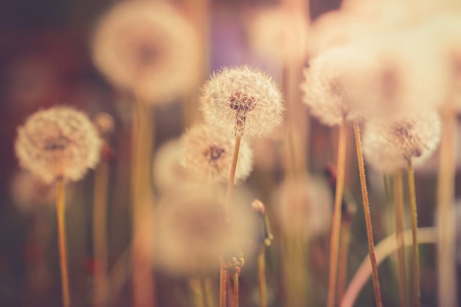 Goldene Pusteblume Fototapete wallpaper mural