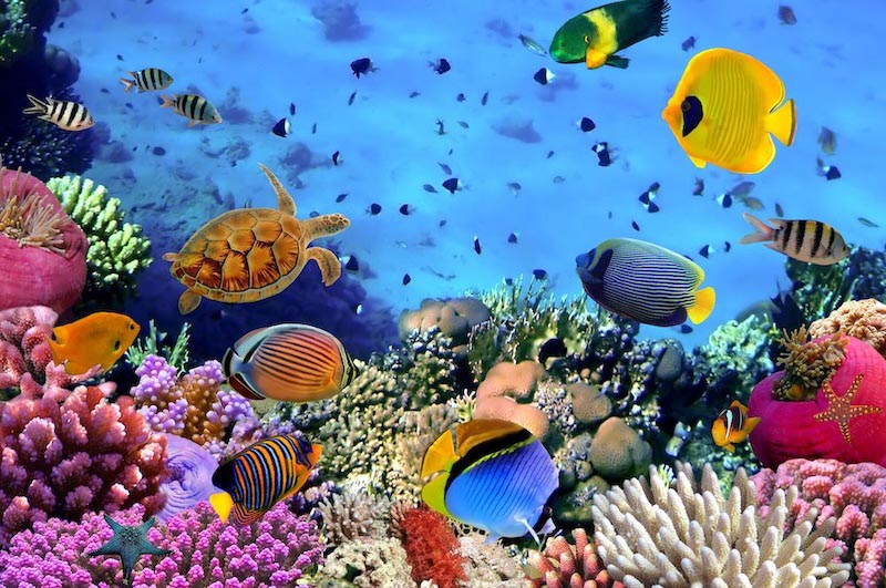 Aquarium Fototapete wallpaper mural