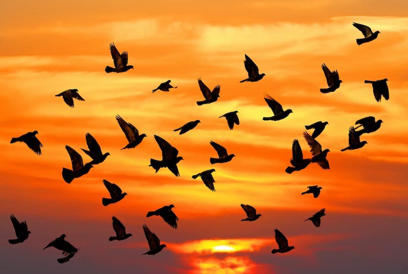 Vögel kommen in Herbst Fototapete wallpaper mural