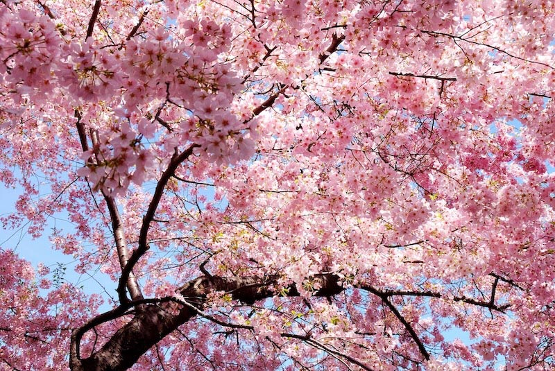Ich bin der Frühling Fototapete wallpaper mural