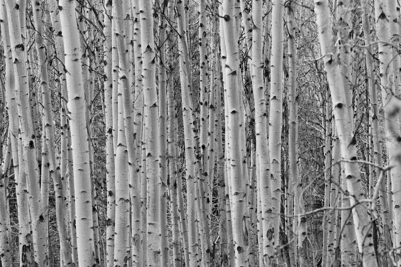 Pappel Baum Fototapete wallpaper mural