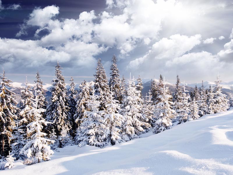 Verschneiter Winter Fototapete wallpaper mural
