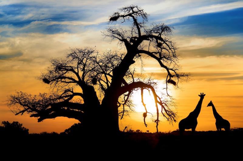 Safari beim Sonnenuntergang Fototapete wallpaper mural