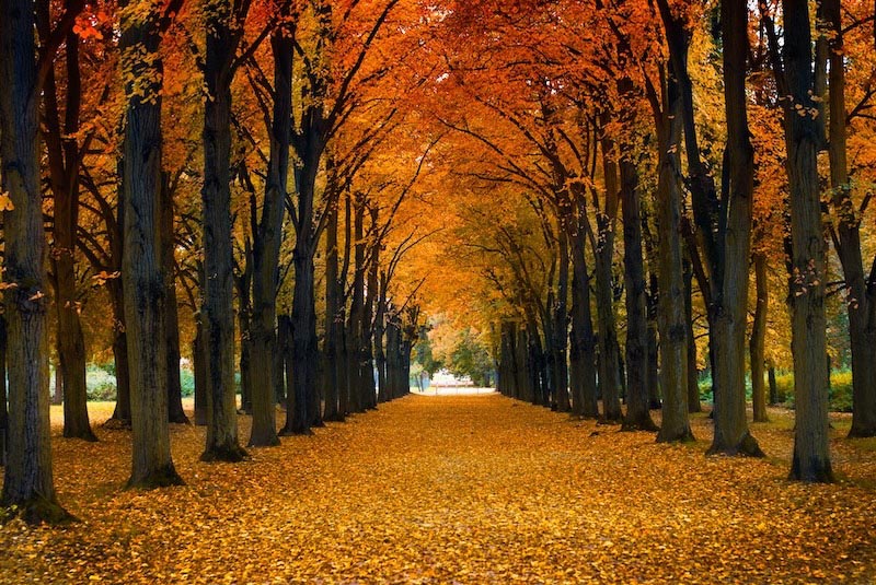Herbstliche Straße Fototapete wallpaper mural