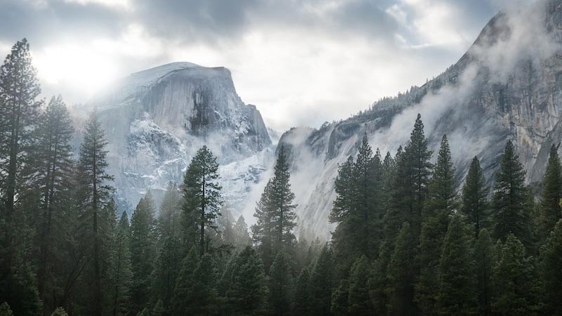 Wald und Schnee in Yosemite Park Fototapete wallpaper mural