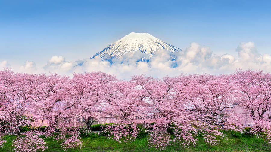 Mount Fuji mit Kirschblüten Fototapete wallpaper mural