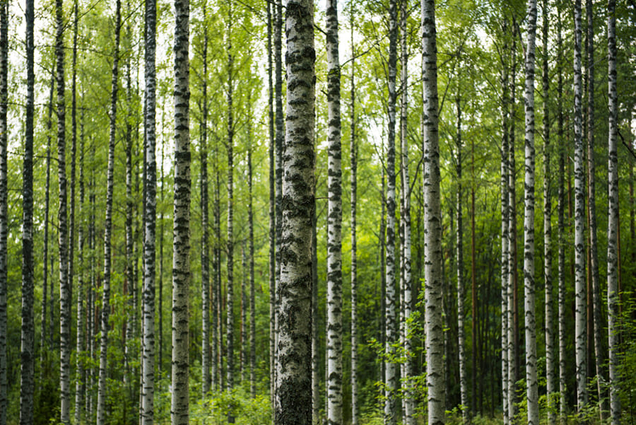 Birkenwald Fototapete wallpaper mural