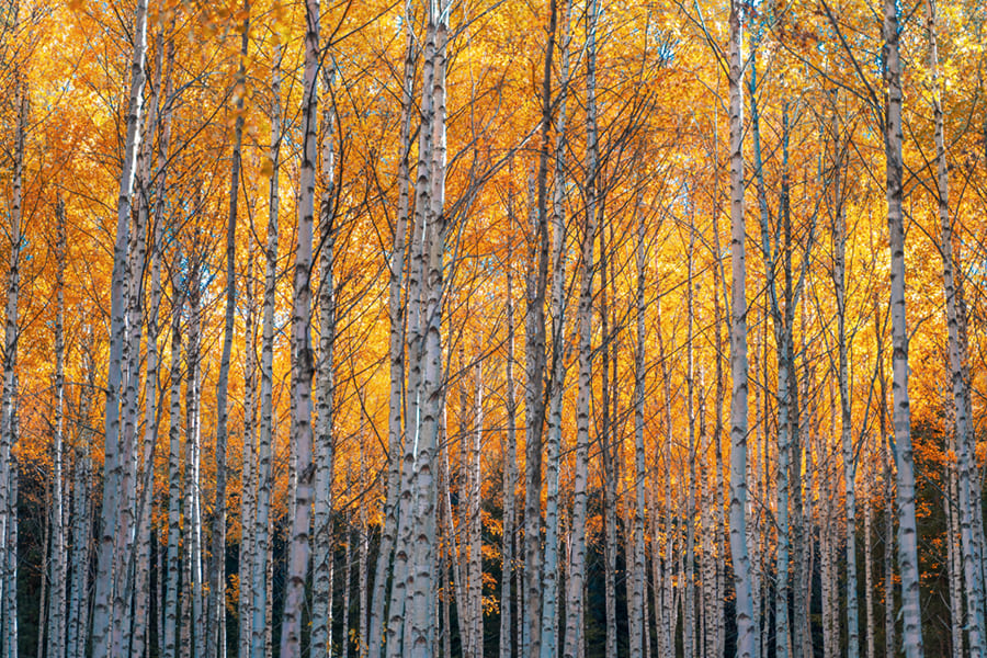 Goldene Birke Fototapete wallpaper mural
