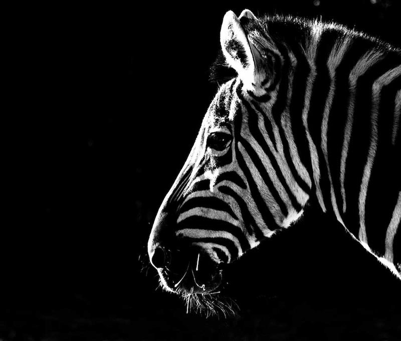 Zebra Fototapete wallpaper mural