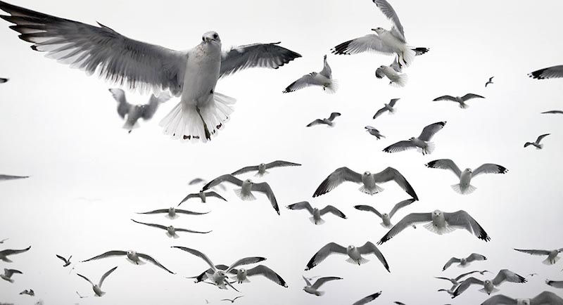 Weiße Vögel Fototapete wallpaper mural