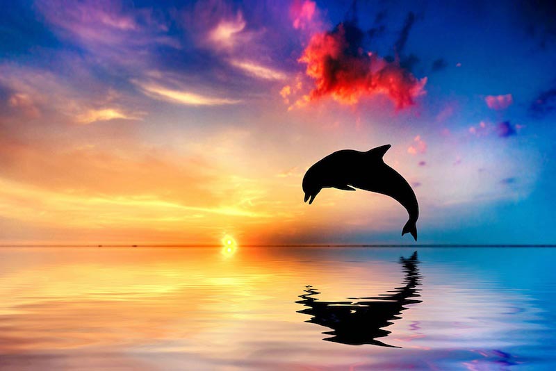 Flipper Fototapete wallpaper mural