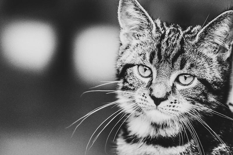 Süße Katze Fototapete wallpaper mural
