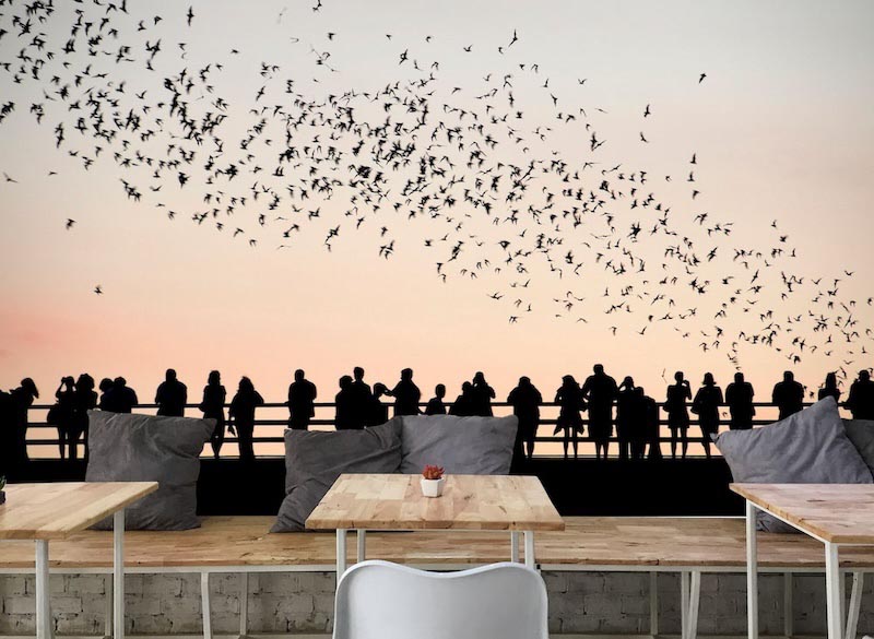 Vögel und Menschen Tapete | 3DFototapete - 2